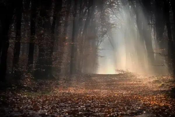 su Freepik - esempio di Foliage