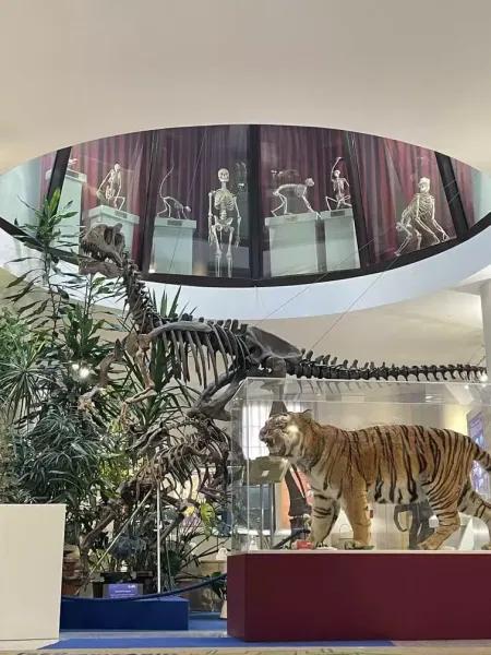 Museo universitario - Dinosauro