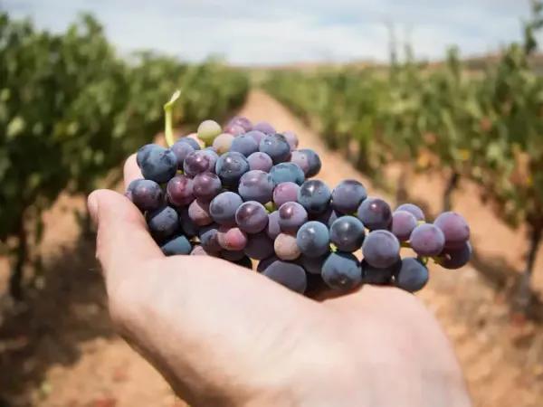 Copertina per l'articolo: Cantine aperte in vendemmia 2023 in Abruzzo