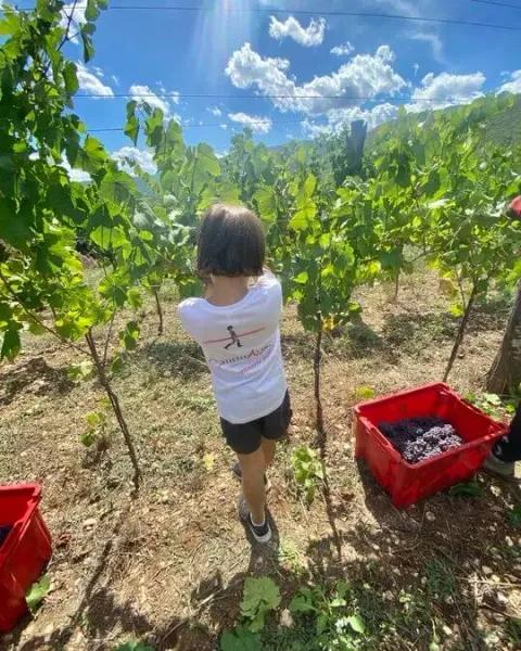Cantine aperte in vendemmia Immagine di