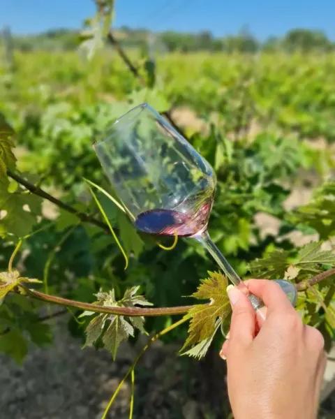 Cantine Aperte Abruzzo