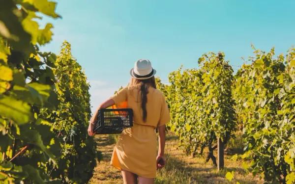 Cantine aperte in vendemmia 2023 Abruzzo su Freepik